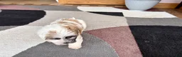 Mixed Breed dogs for sale: Lhasa/Coton male 1 - Ad 6