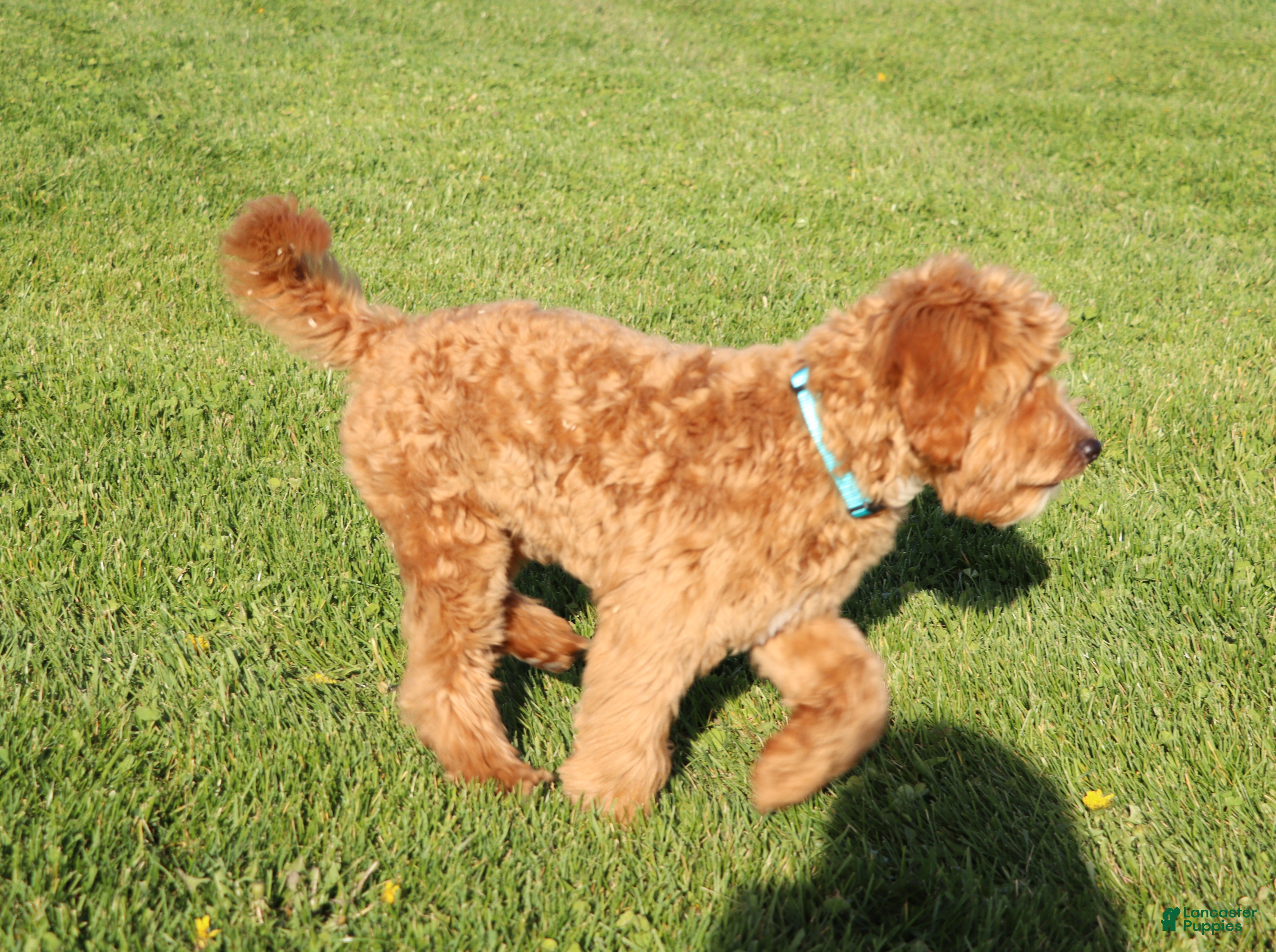 Mini Goldendoodle dogs Winslow 💙 GeneticCP-Basic Training - Ad 2