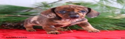 Miniature Dachshund dogs for sale: Holly - Ad 2