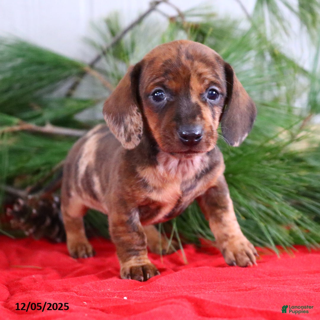 Miniature Dachshund dogs for sale: Holly - Ad 2