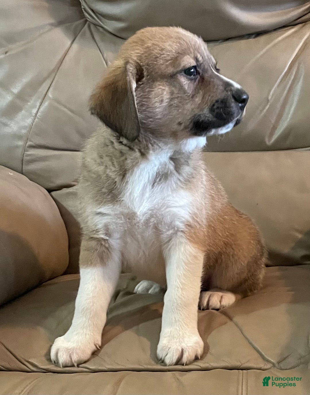 Mixed Breed dogs for sale: 💫Comet: one of Santa’s Rein-puppies  - Ad 1