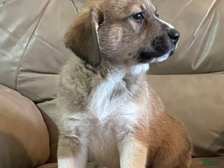 Mixed Breed dogs Mixed Breed Puppy 1 - Ad 20