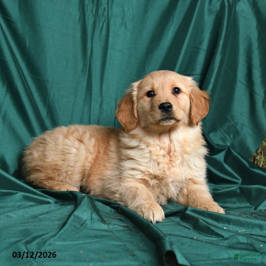 Golden Retriever dogs Sissy - Ad 2