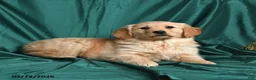 Golden Retriever dogs for sale: Sissy - Ad 2