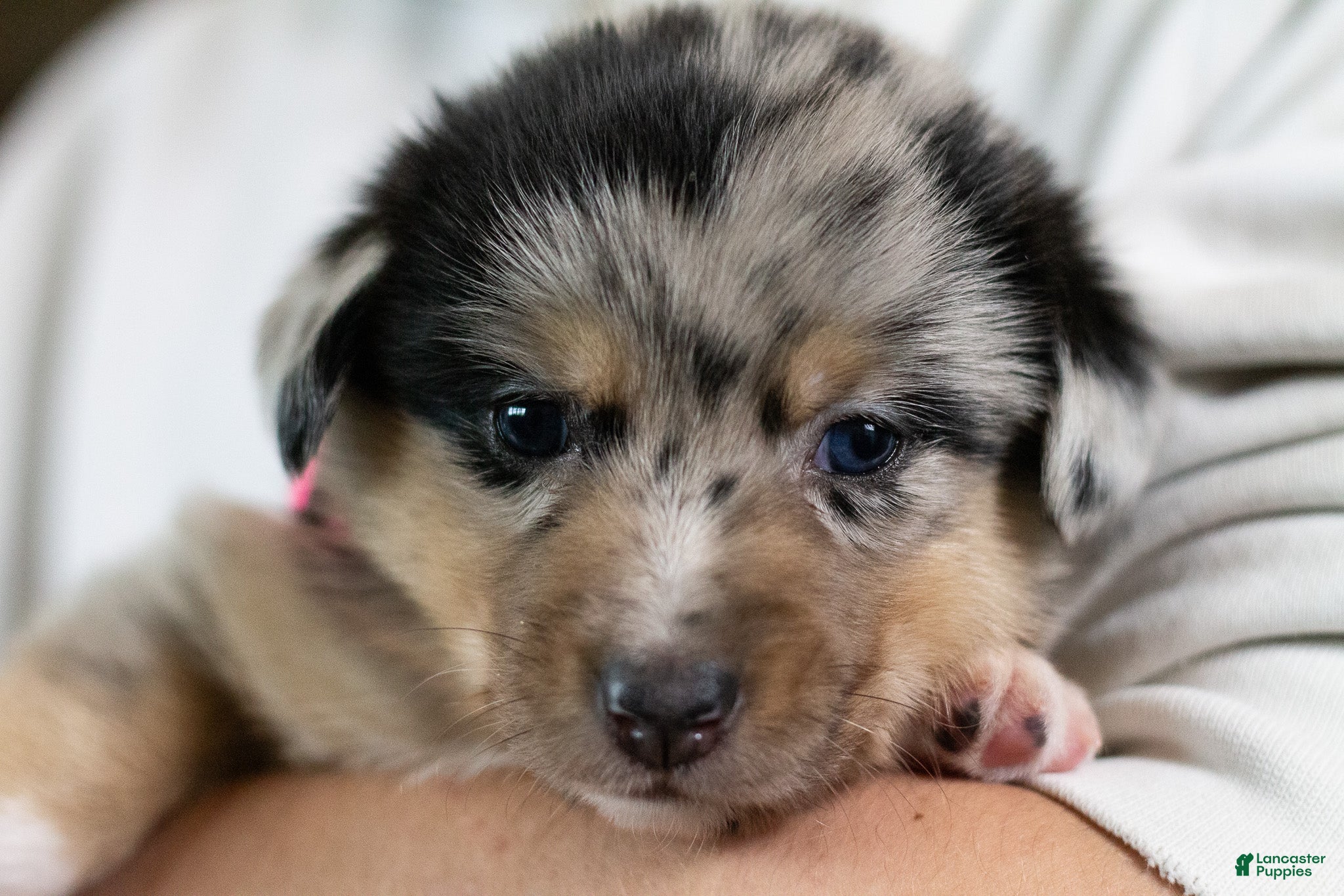 Mixed Breed dogs Angel - Ad 1