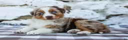 Australian Shepherd dogs for sale: Mindy - Ad 7