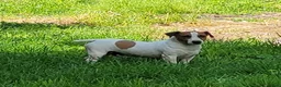 Jack Russell Terrier dogs for sale: Moses STUD for sale - Ad 5