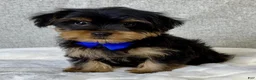 Yorkshire Terrier dogs for sale: Hunter - Ad 3