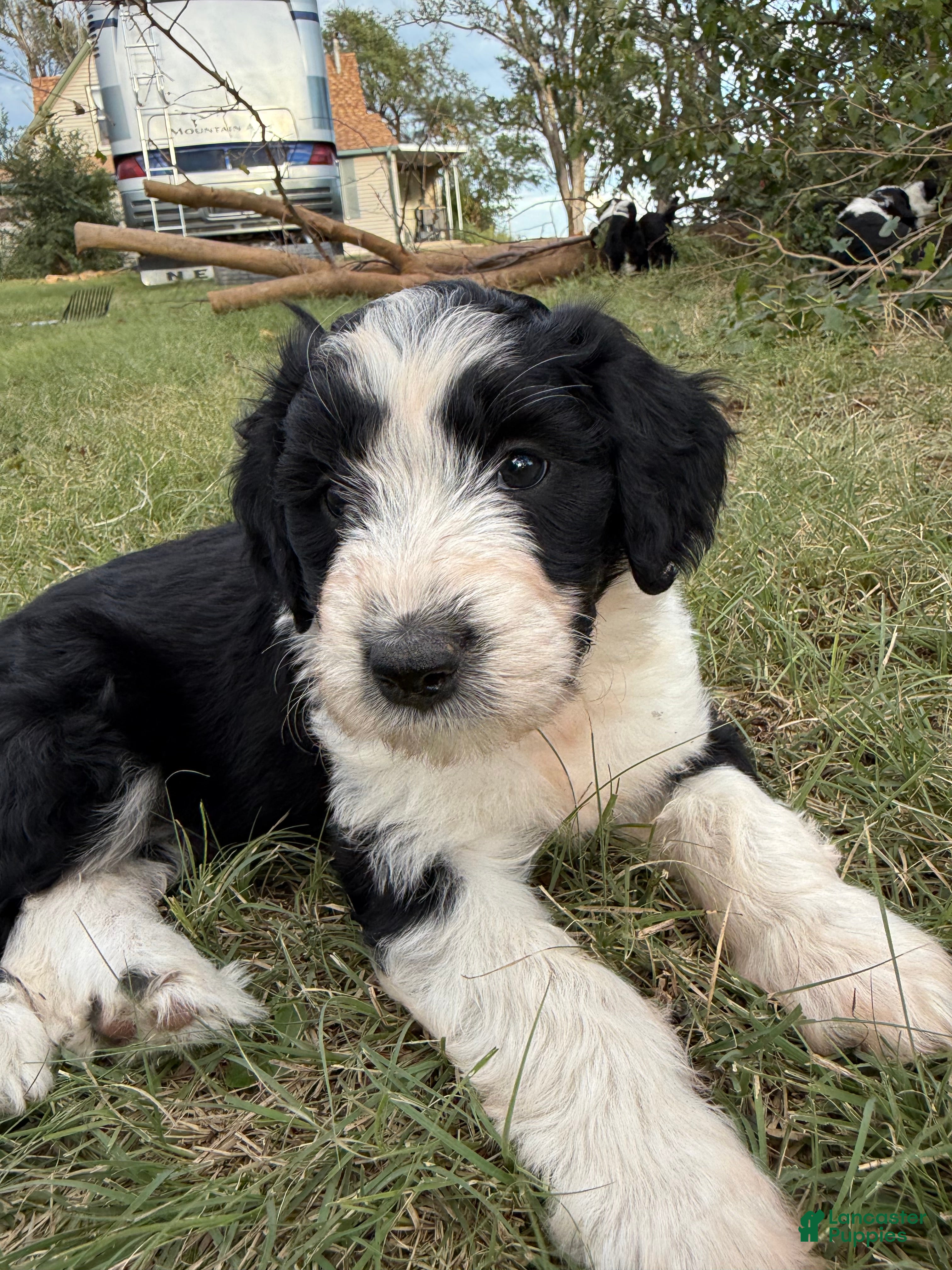 Aussiedoodle dogs Ruby - Ad 18