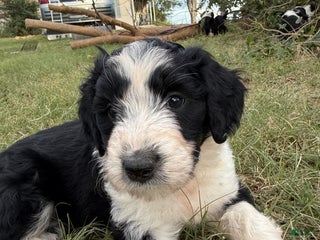 Aussiedoodle dogs Aussiedoodle Puppy 9 - Ad 36
