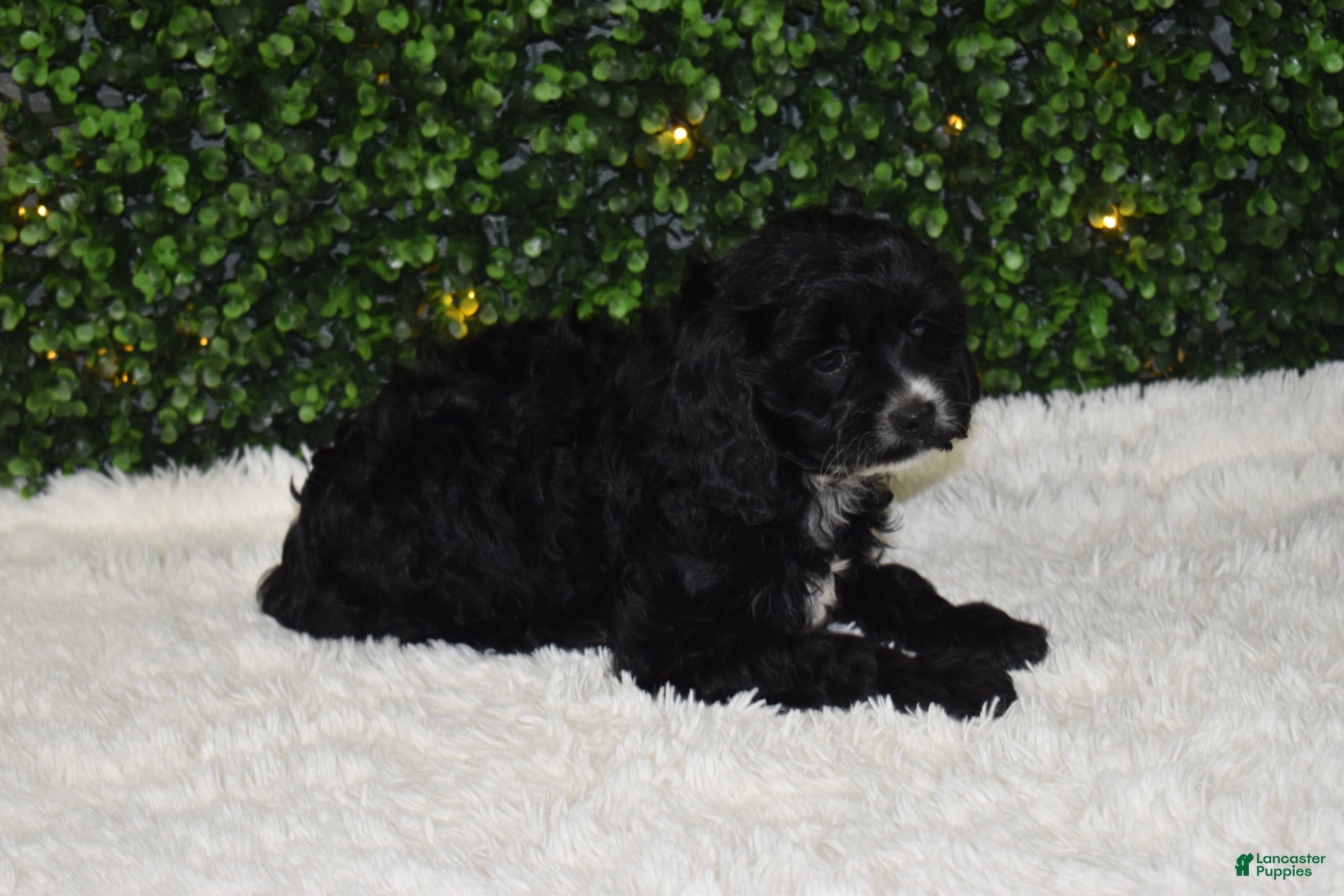 Cavapoo dogs Brooklyn - Ad 1