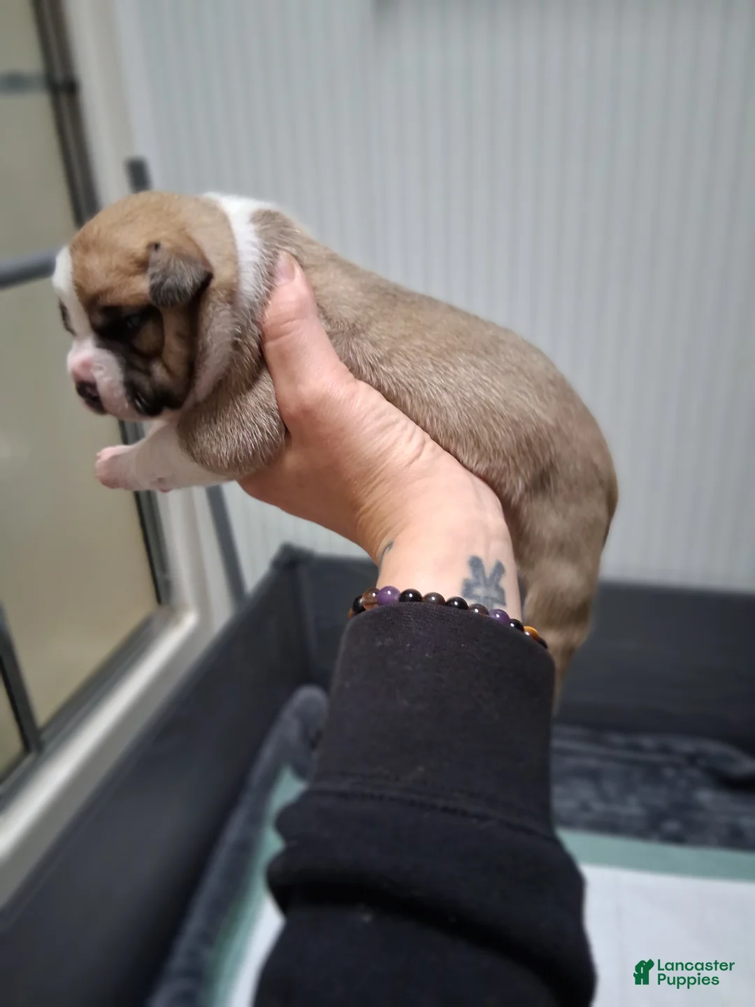 American Bully dogs for sale: American Bully Puppy 2 - Ad 2