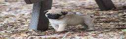 Pug dogs for sale: Charlotte - Ad 5
