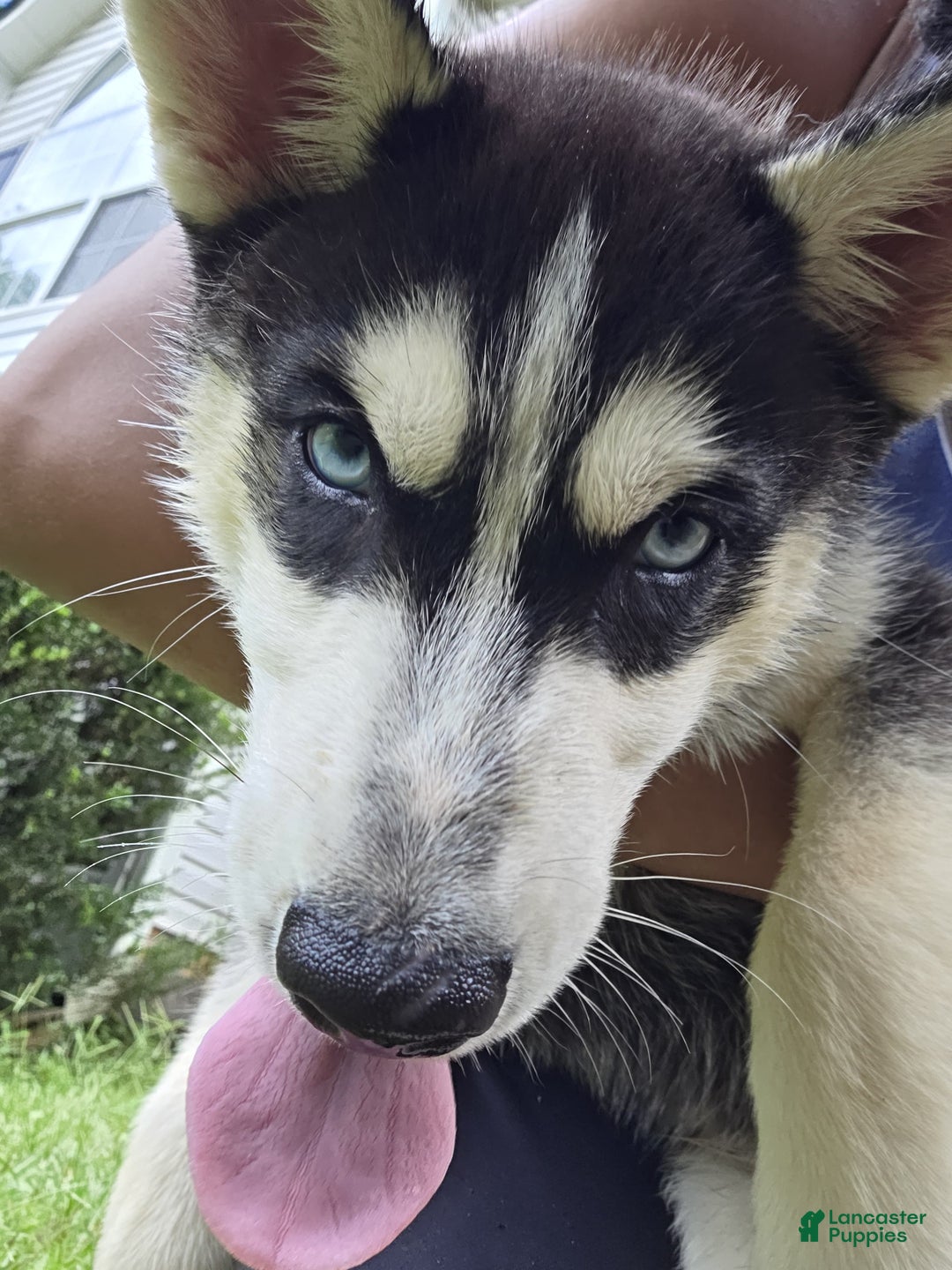 Siberian Husky dogs for sale: Minion - Ad 2