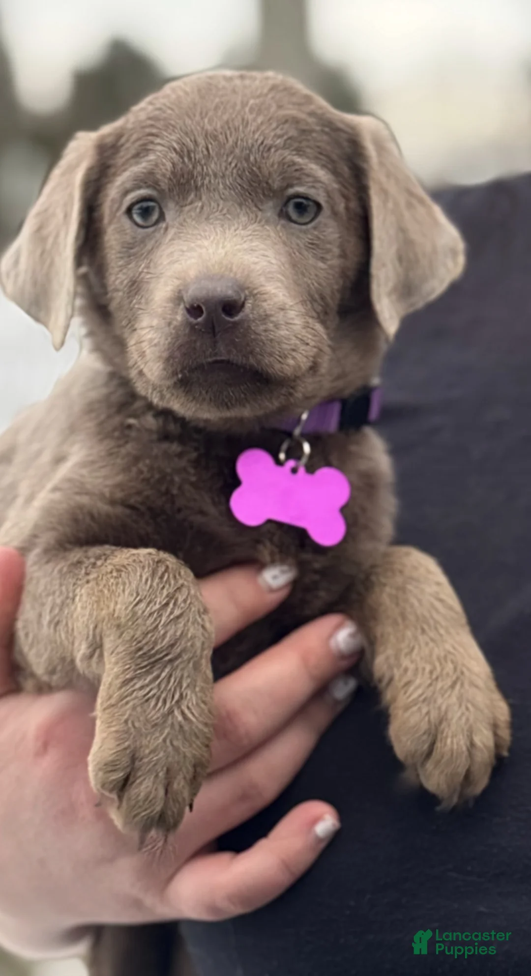 Labrador Retriever dogs for sale: Labrador Retriever Puppy 1 - Ad 15