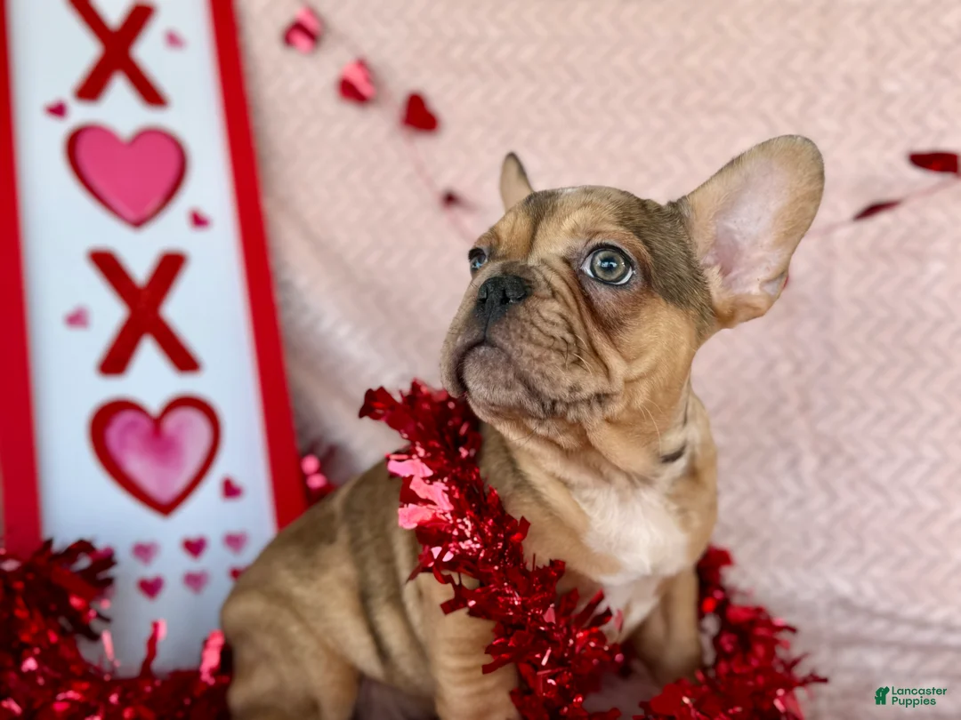 French Bulldog dogs for sale: Fawn Merle (Richard) - Ad 1