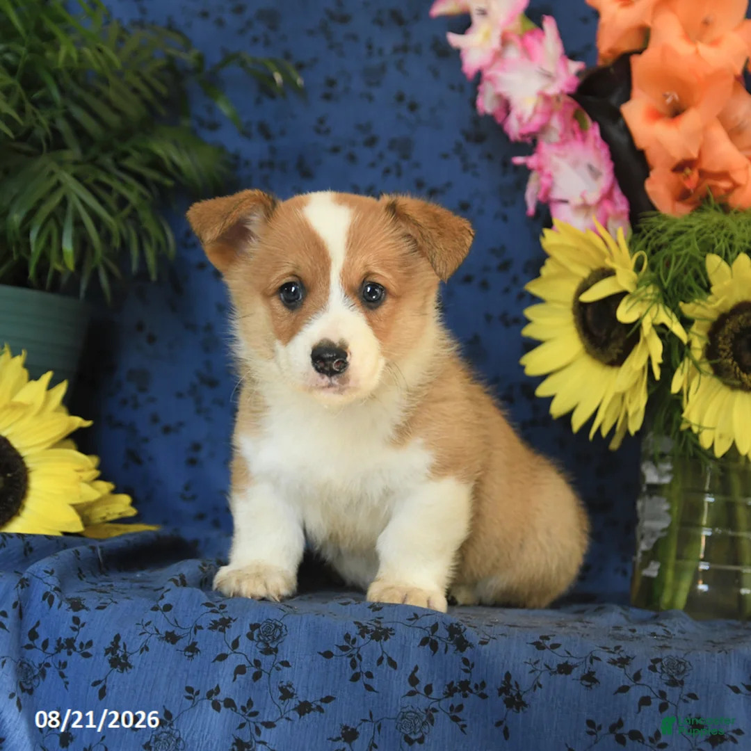 Welsh Corgi Pembroke dogs for sale: Grayson - Ad 1