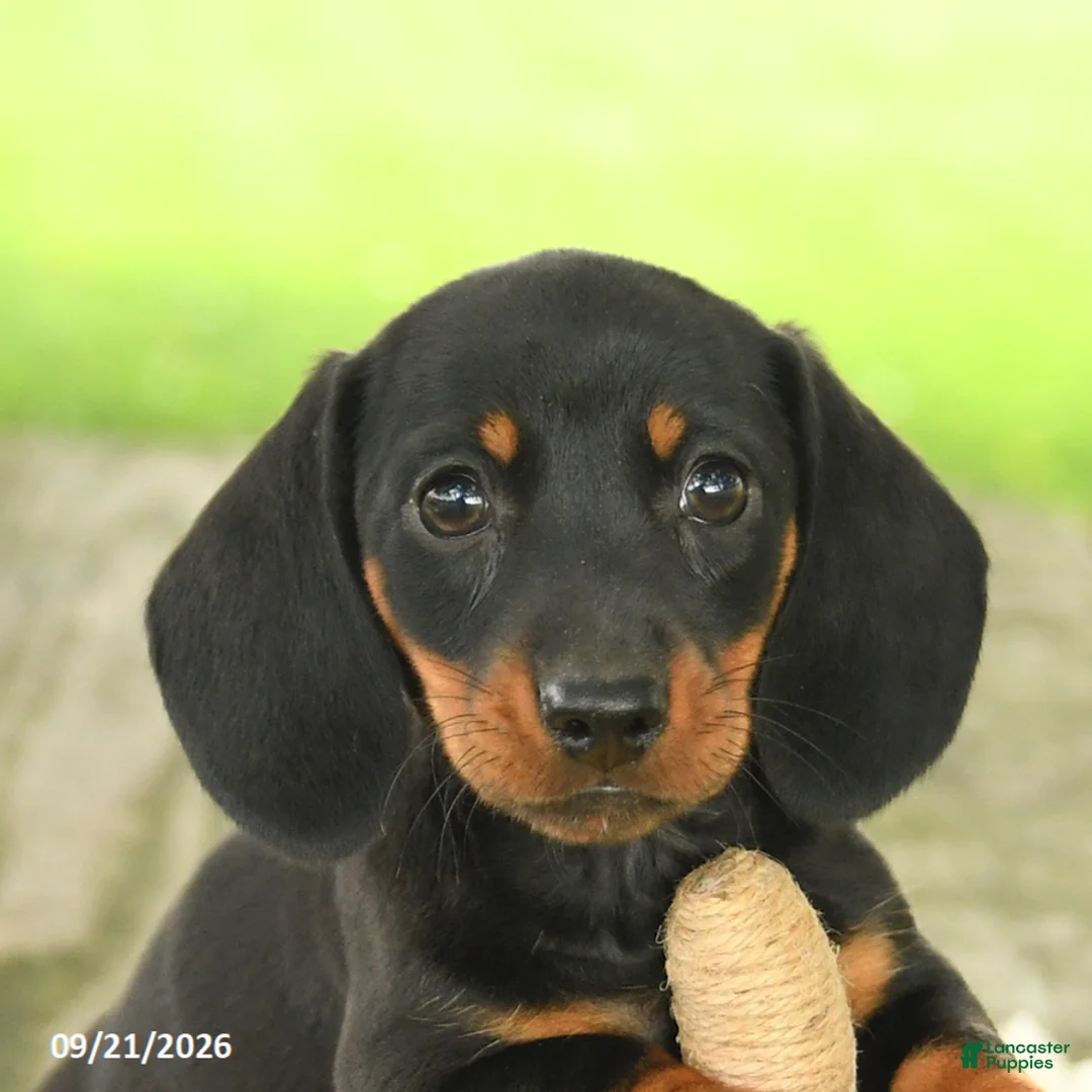 Miniature Dachshund dogs for sale: Allie - Ad 5