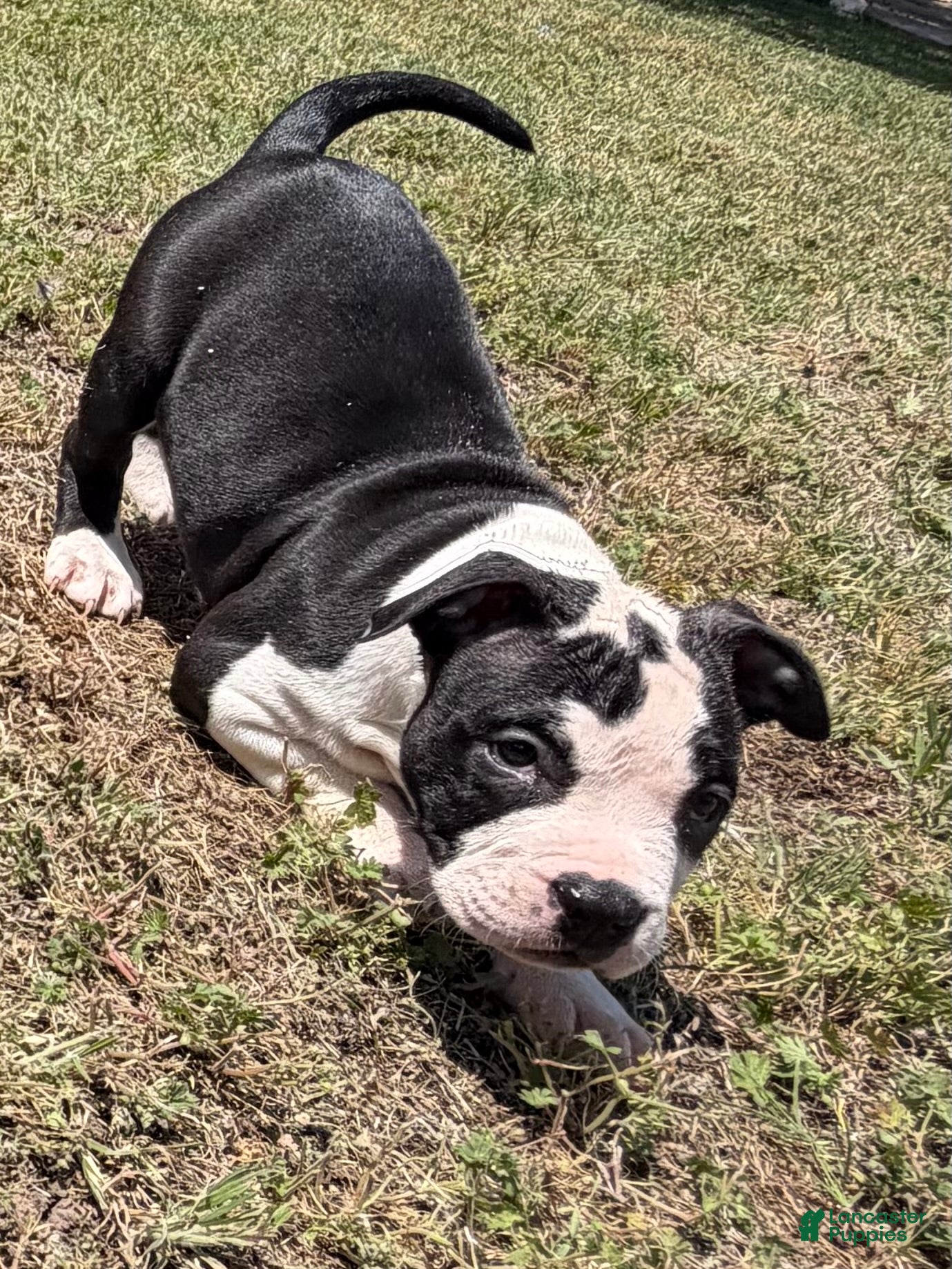 American Bully dogs American Bully Puppy 5 - Ad 6