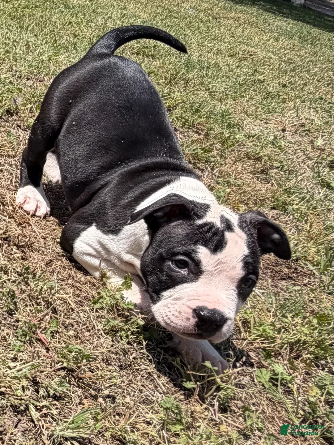 American Bully dogs for sale: American Bully Puppy 5 - Ad 1