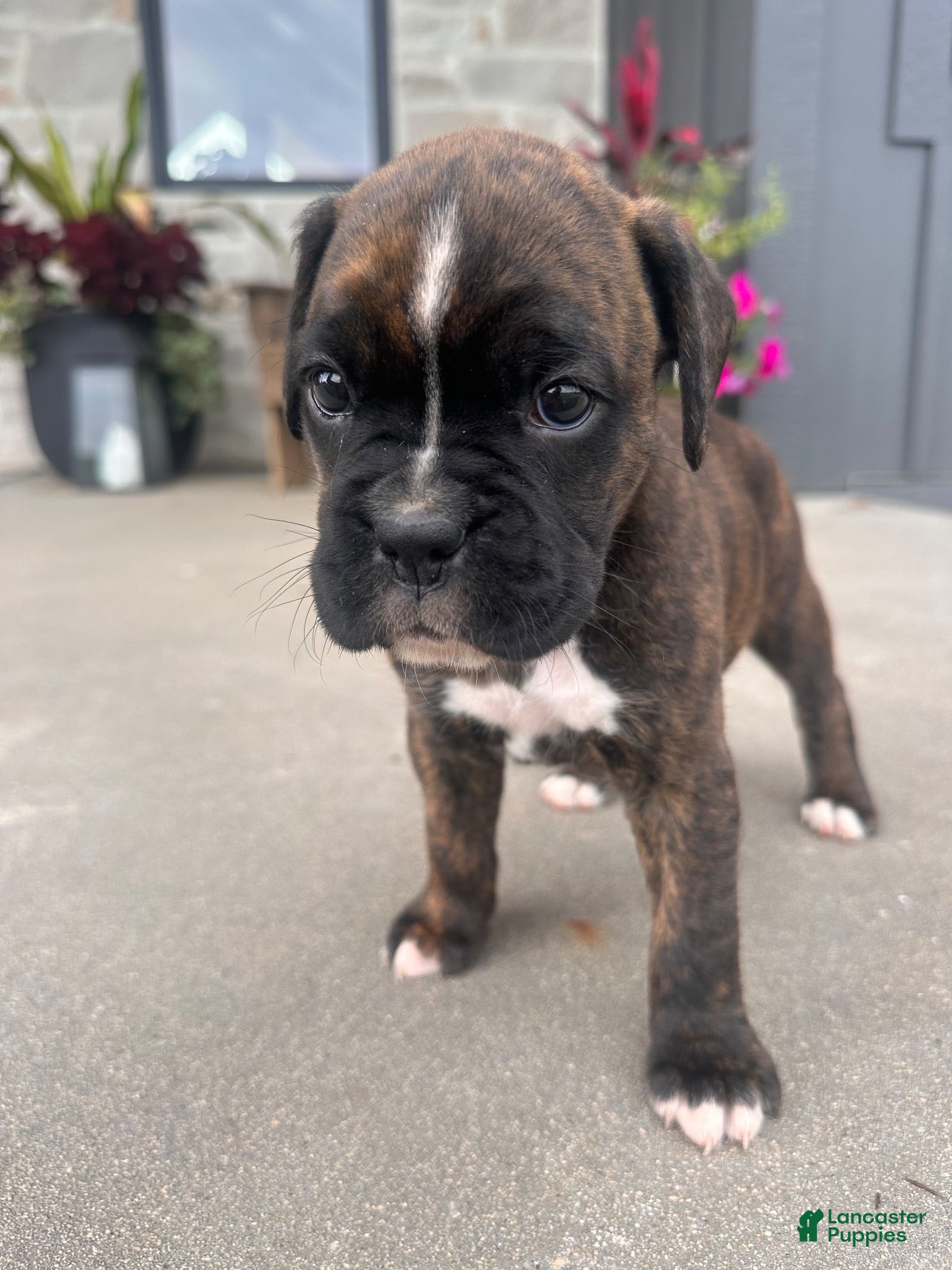 Boxer dogs Pearl - Ad 1