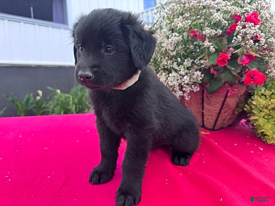 Mixed Breed dogs for sale: Twinkie - Ad 1