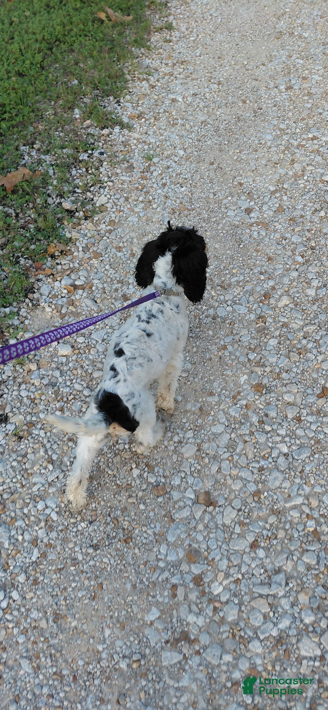 Cockapoo dogs for sale: Sadie-Female - Ad 2