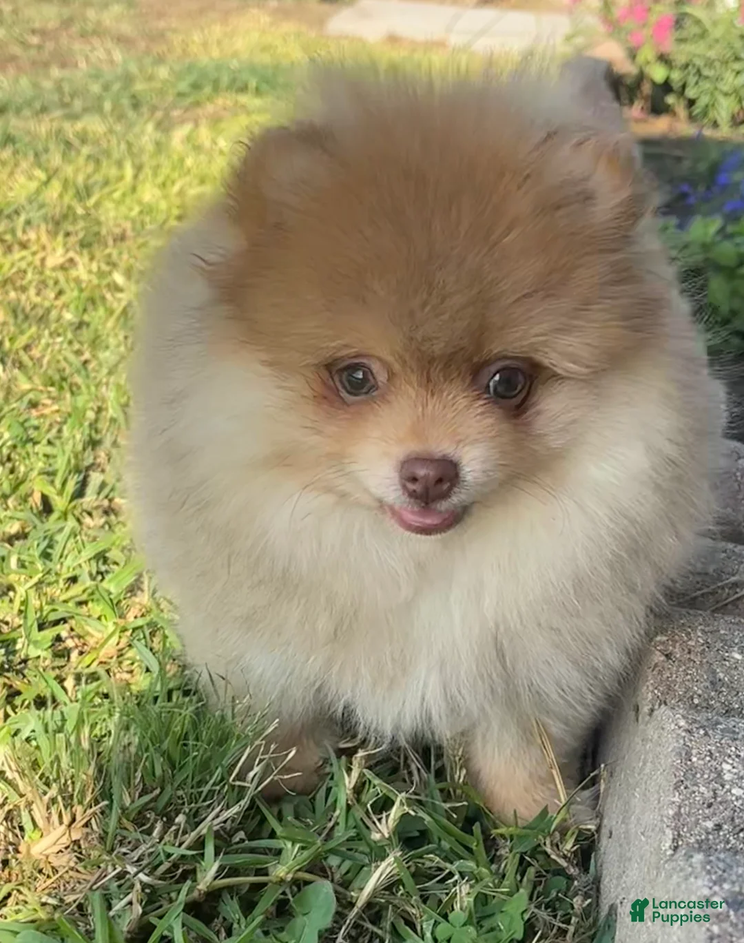 Pomeranian dogs for sale: Pomeranian 1 - Ad 2