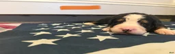 Bernese Mountain Dog dogs for sale: Orange - Ad 9