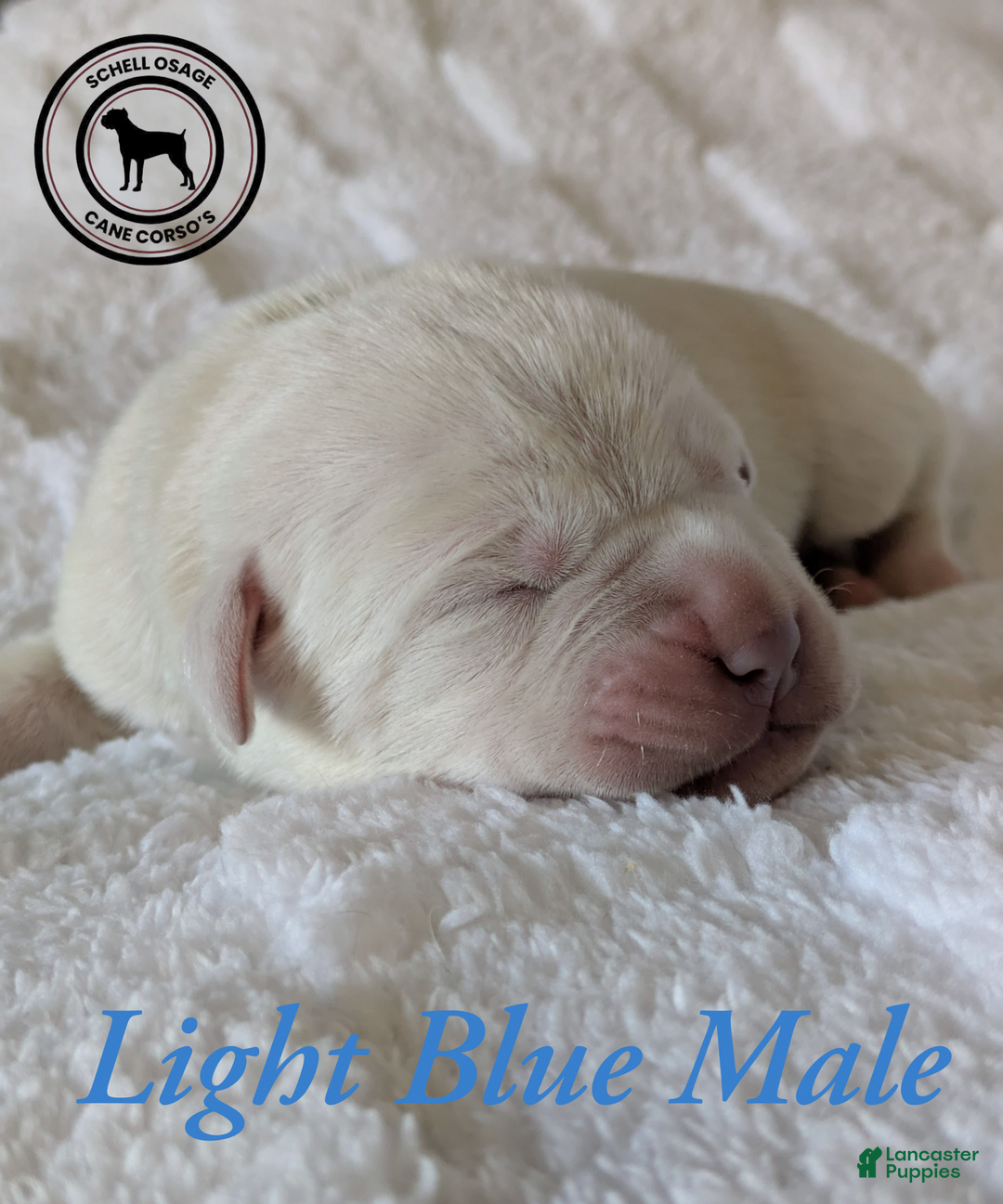 Cane Corso dogs for sale: Light Bue  - Ad 2