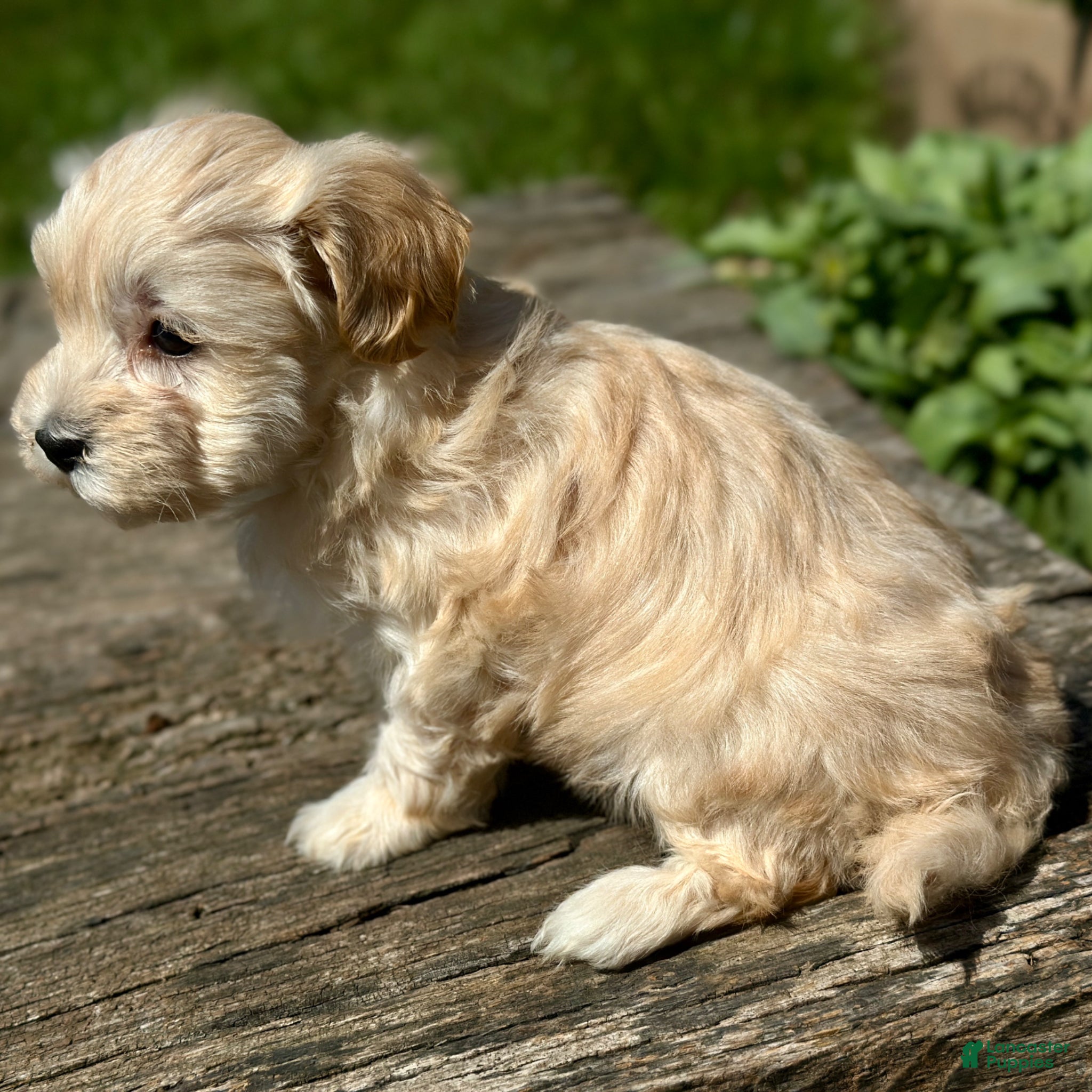 Maltipoo dogs Daisy - Ad 2