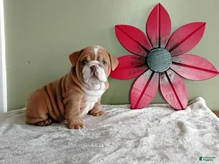English Bulldog dogs for sale: Jackson - Ad 2