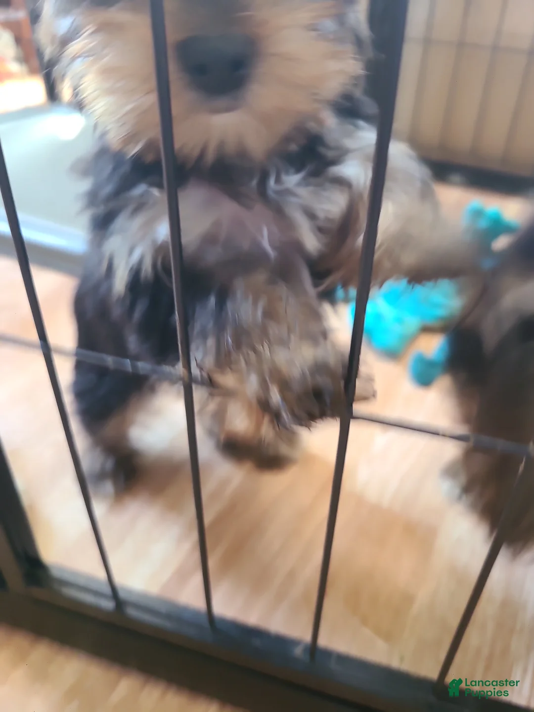 Yorkshire Terrier dogs for sale: Yorkshire Terrier Puppy 3 - Ad 2