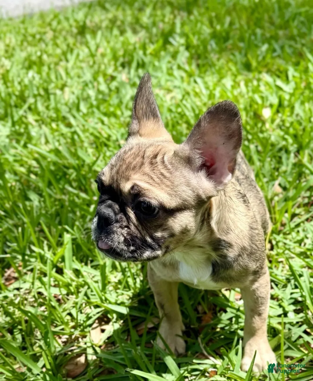 French Bulldog dogs for sale: Cookie - Ad 3
