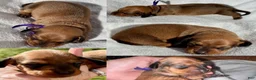 Miniature Dachshund dogs for sale: Miniature Dachshund 3 - Ad 1