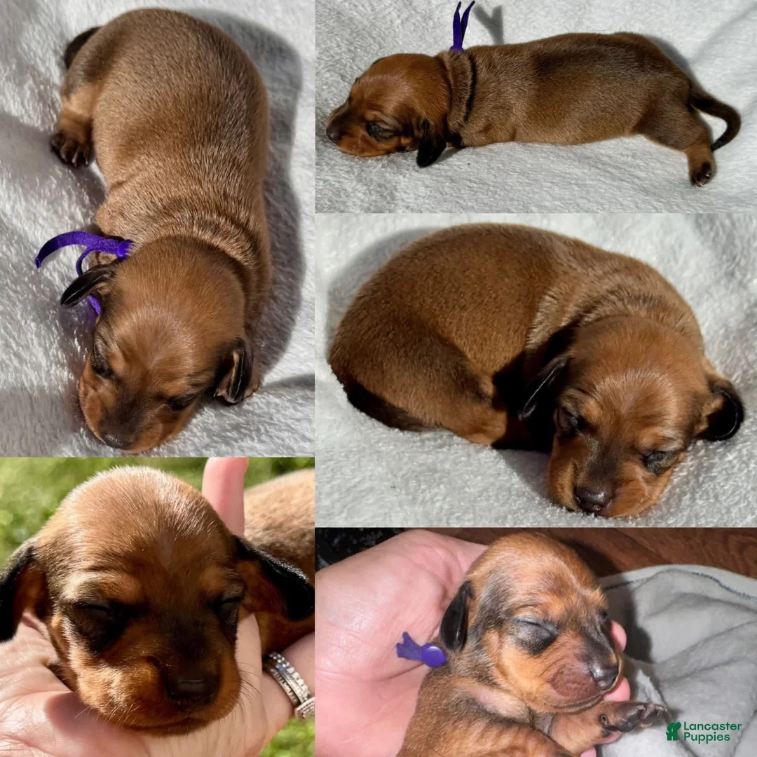 Miniature Dachshund dogs for sale: Miniature Dachshund 3 - Ad 1