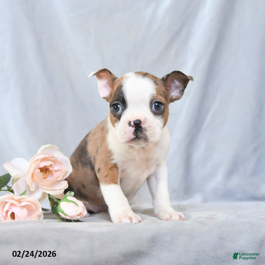 Boston Terrier dogs Frank  - Ad 1
