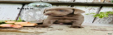 Max 