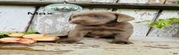 Labrador Retriever dogs for sale: Max  - Ad 1