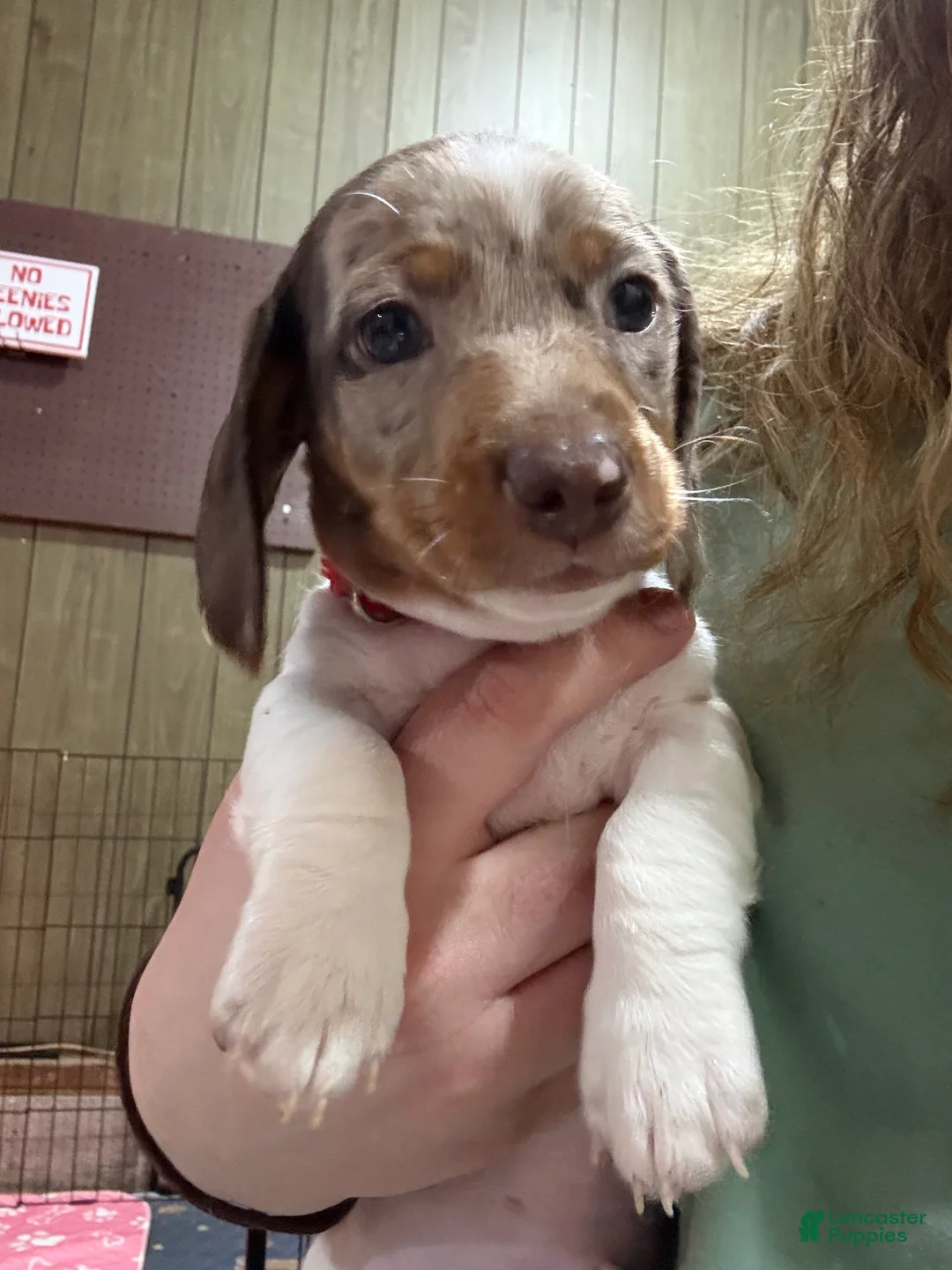 Dachshund dogs for sale: Dachshund Puppy 1 - Ad 1