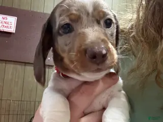 Dachshund dogs Dachshund Puppy 1 - Ad 28