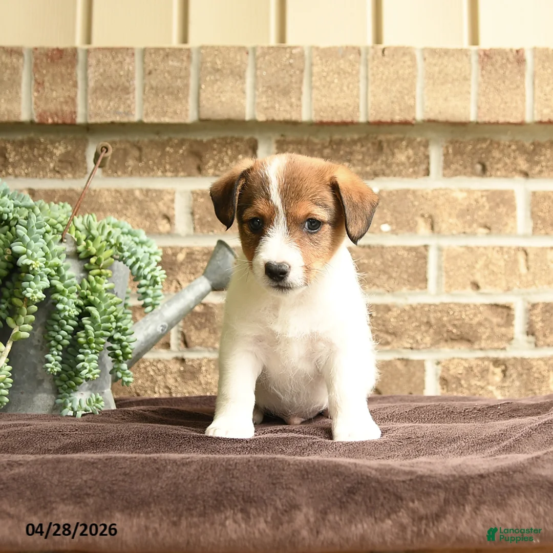 Jack Russell Terrier dogs for sale: Ralf - Ad 3