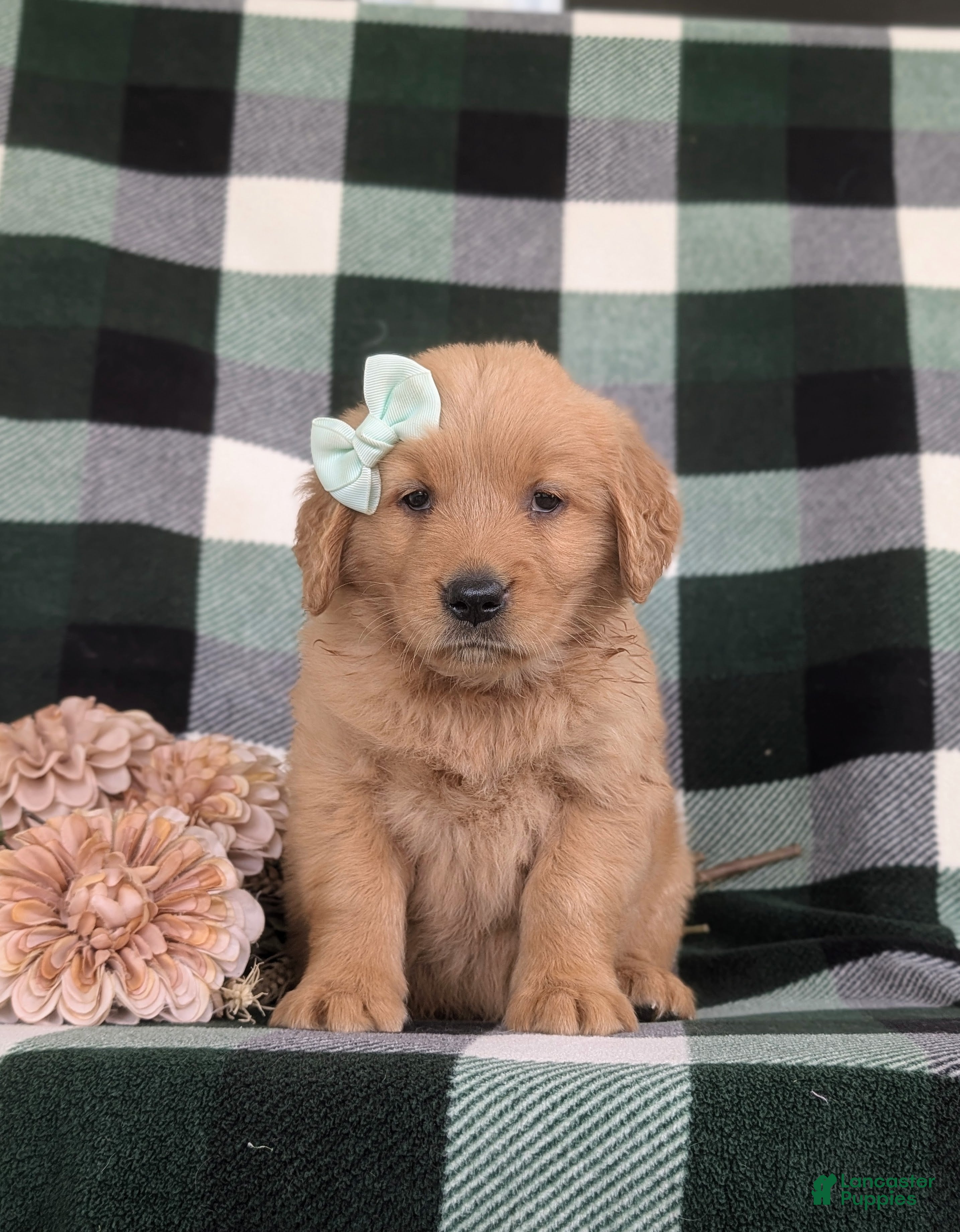 Golden Retriever dogs Maisy - Ad 2