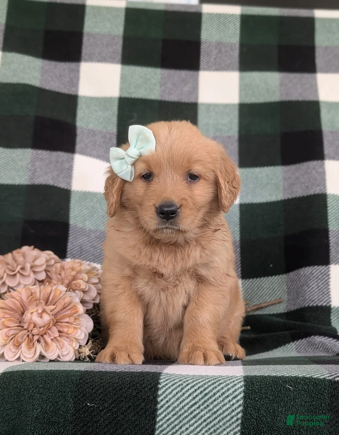 Golden Retriever dogs for sale: Maisy - Ad 2