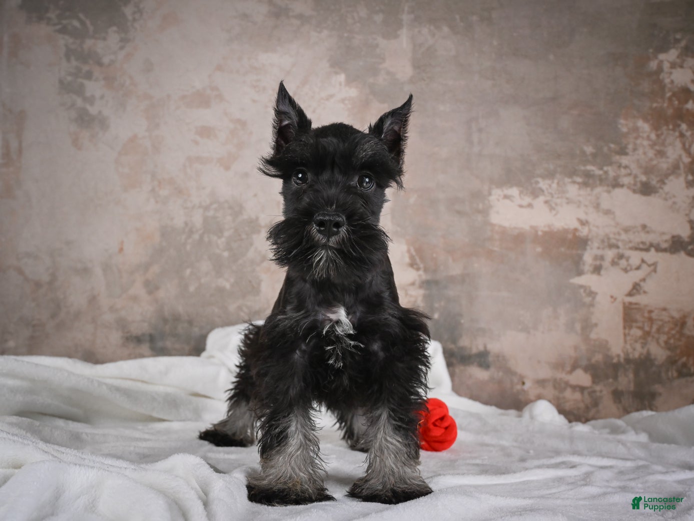 Miniature Schnauzer dogs MIDNIGHT - Ad 1