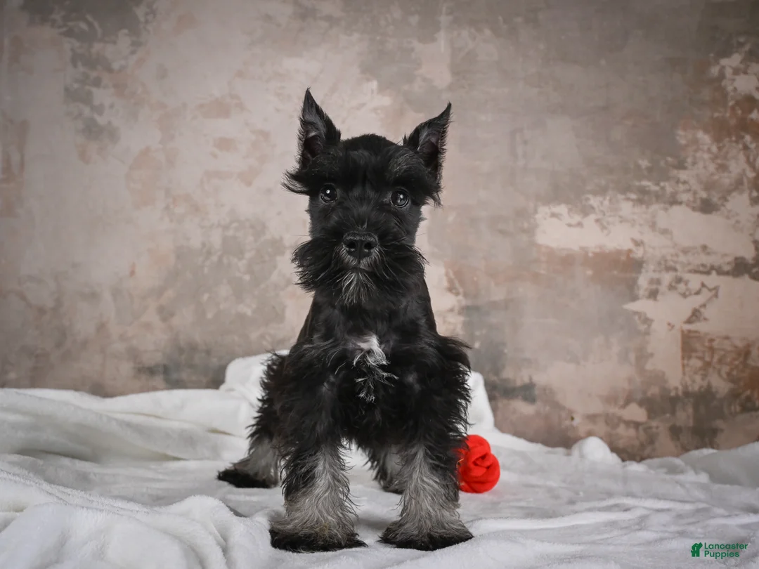 Miniature Schnauzer dogs for sale: MIDNIGHT - Ad 1