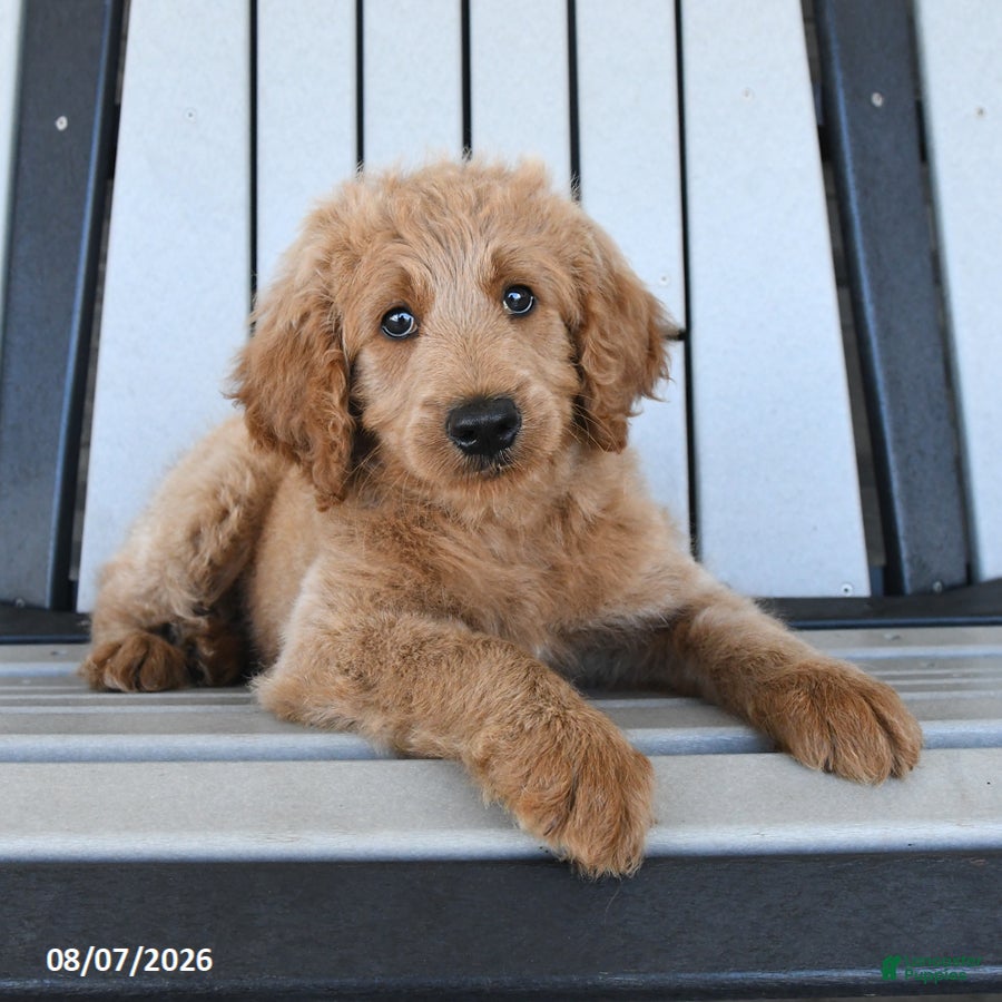 Mini Goldendoodle dogs Tanner - Ad 1