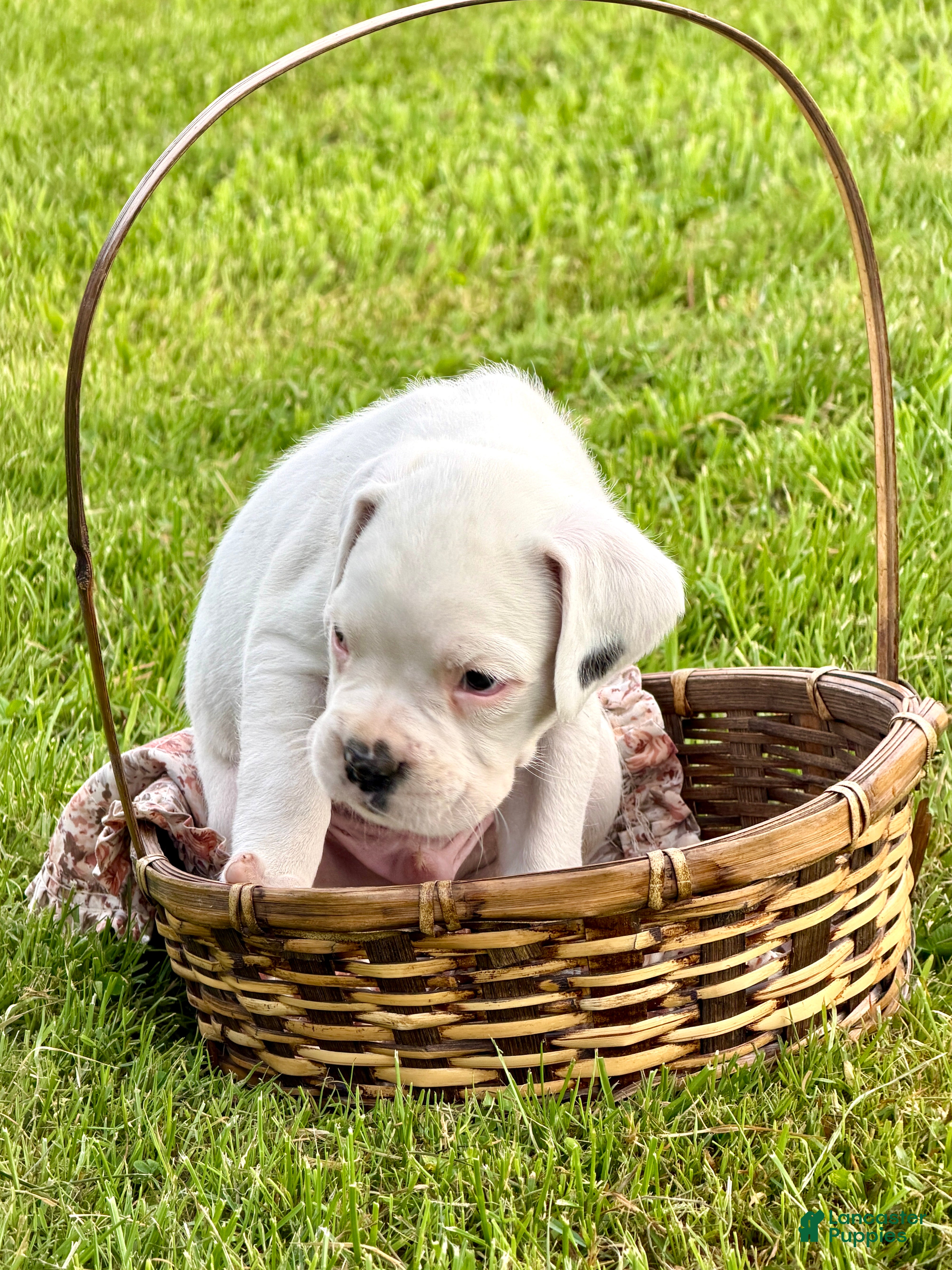 Boxer dogs Diesel   - Ad 2