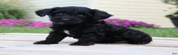 Yorkiepoo dogs for sale: Diesel - Ad 3