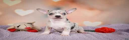 Chihuahua dogs for sale: JEREMY - Ad 4